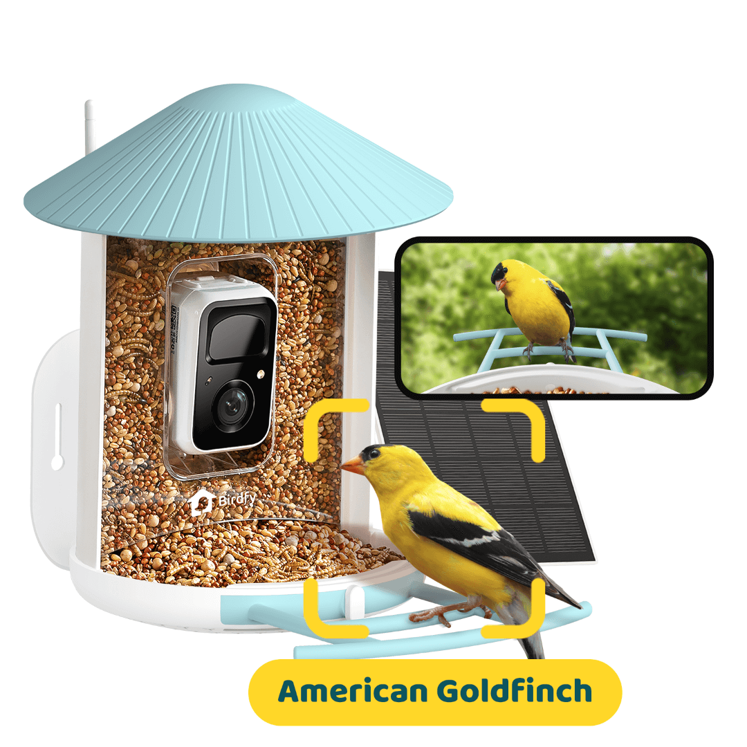 Bird Feeder Camera