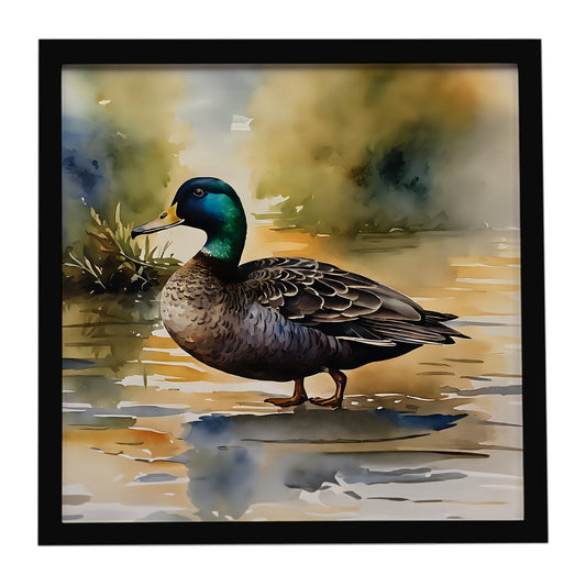 American Black Duck Framed Metal Print