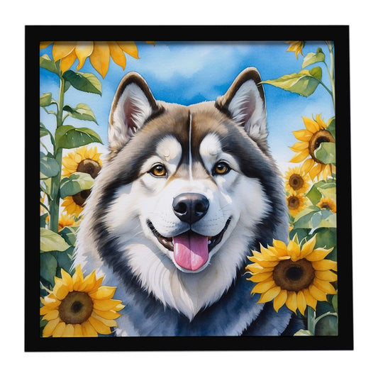 Alaskan Malamute in Sunflowers Framed Metal Print
