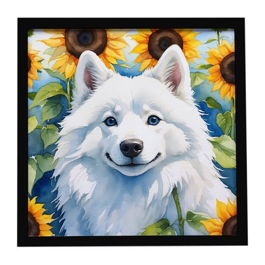 American Eskimo in Sunflowers Framed Metal Print