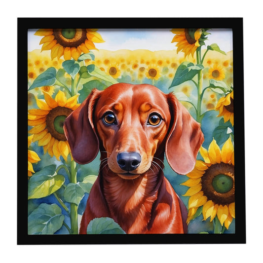 Dachshund in Sunflowers Framed Metal Print